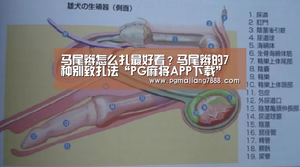 马尾辫怎么扎最好看?马尾辫的7种别致扎法“PG麻将APP下载”(图3) PG麻将APP下载